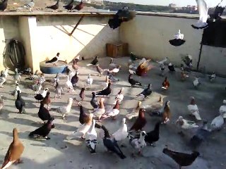 Şanlıurfa Mahmut Binici Karışma Kuşları 30 Kasım 2014 www.guvercintv.com