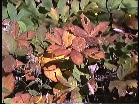 Bella Coola Natural History: Grizzly Bear, DragonFly, Salmon