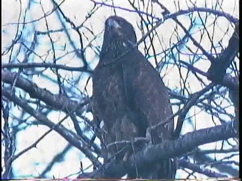 Bella Coola Natural History: Bald Eagle, Northern Pygmy-Owl, Fox, Douglas Squirrel