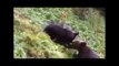 National Geographic documentary Wild Japan Nature Documentary 1