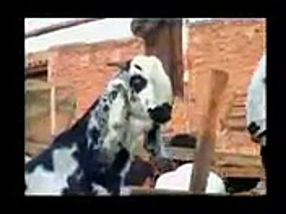 Funny bakra