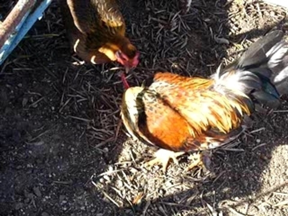 Monsieur Coq et sa Cocote