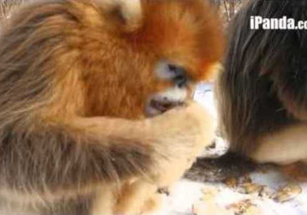 Golden Snub-Nosed Monkeys Play in the Snow
