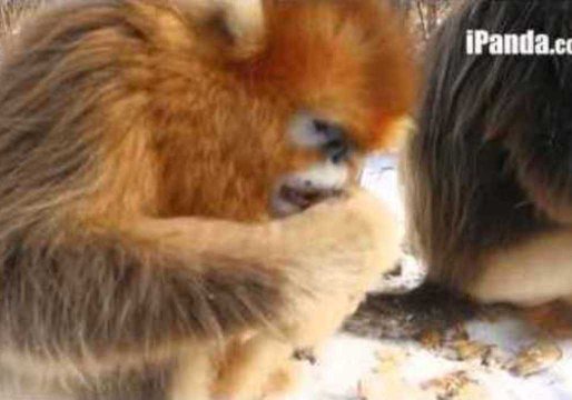 Golden Snub-Nosed Monkeys Play in the Snow