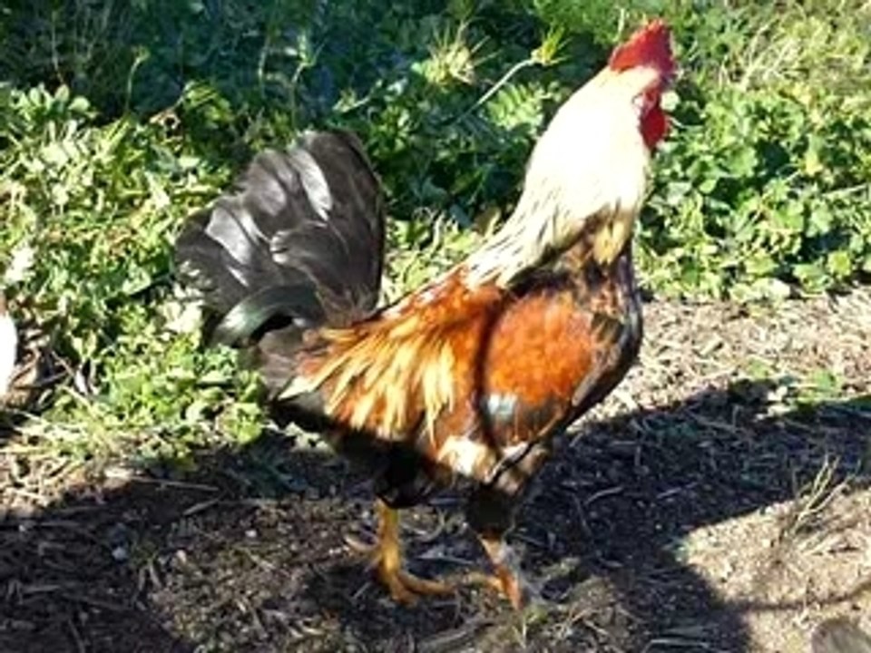 Fier comme un coq