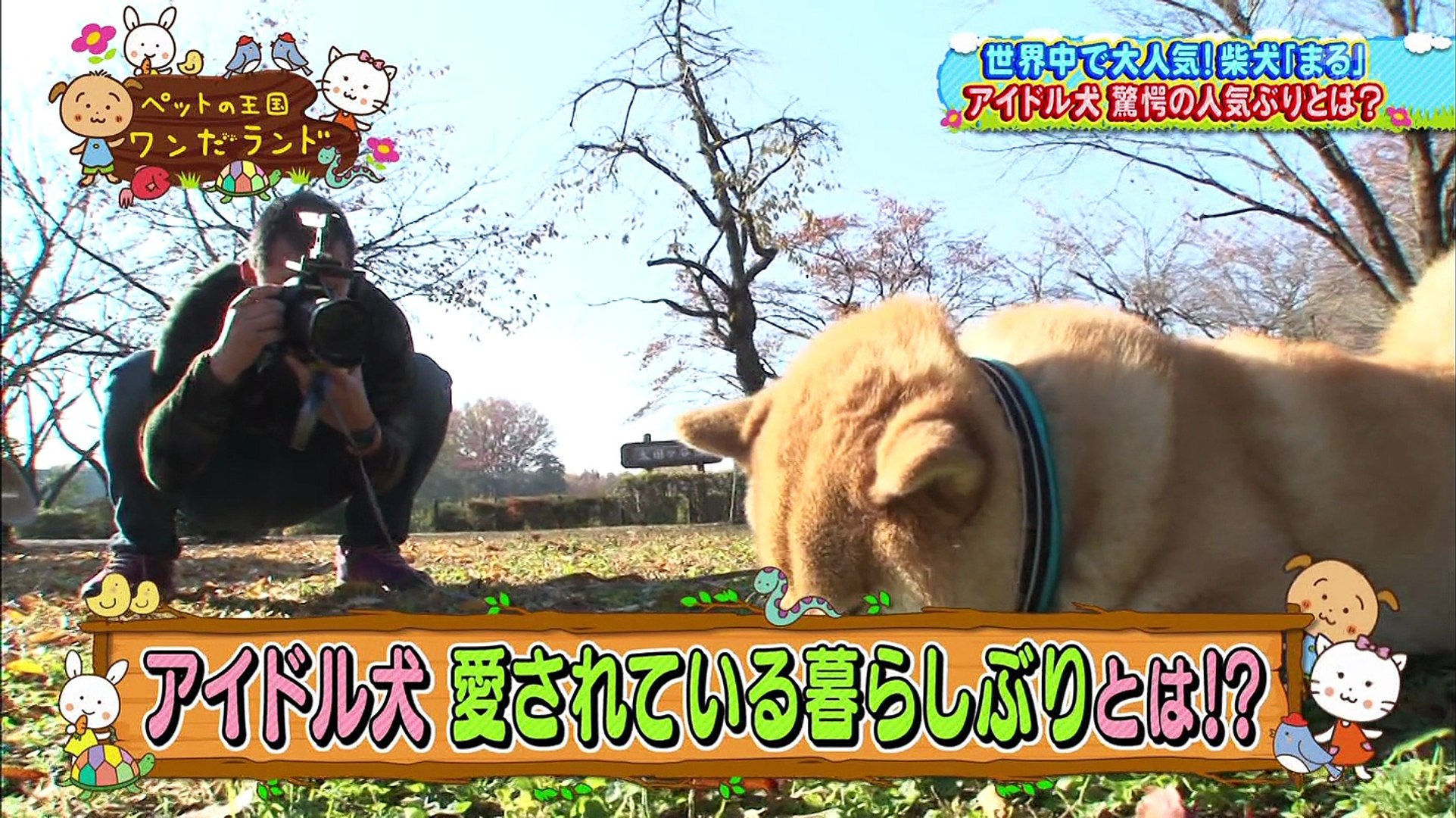 14 12 21 ペットの王国 ワンだランド 篠田麻里子 関根勤 笑福亭笑瓶 動画 Dailymotion