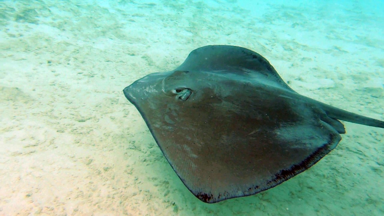 jérémie raie requin