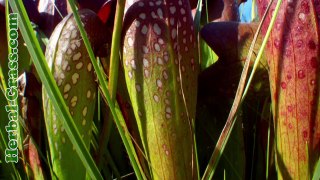 Бромелия - плотоядное растение хищник