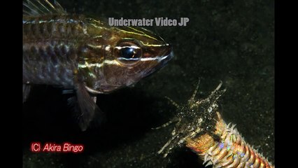 Bobbit worm Eunice aphroditois