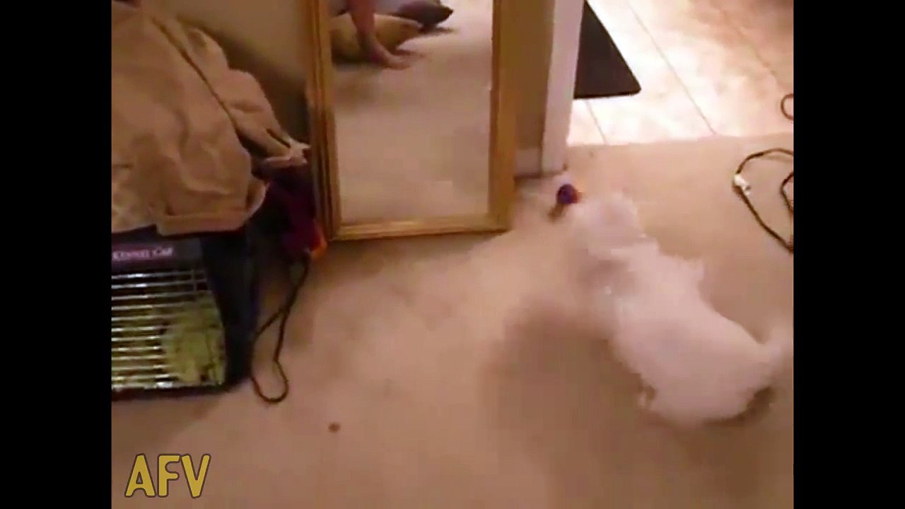 This Is The Funny Dog Movement