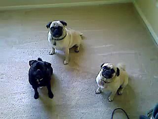 Pugs Just Doing Their Pug Thing