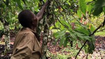 Ouganda: des entrepreneurs développent leur compagnies de cacao