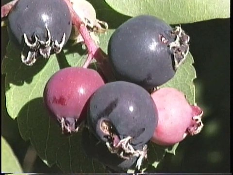 Bella Coola Natural History: Grizzly Bear, Belted Kingfisher