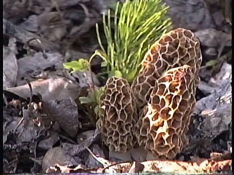 Bella Coola Natural History: Rufous Hummingbird, Silk Moth