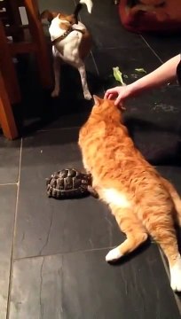 This Tortoise really hates cats... Bumps head in your belly!