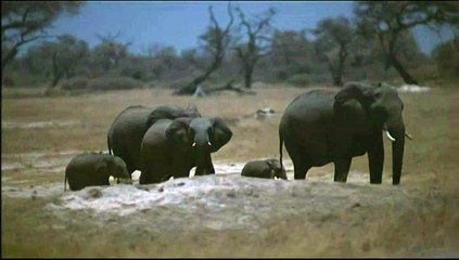 L'incroyable périple d'un éléphanteau à travers l'Afrique australe