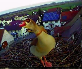 Nilgänse in Lahr/Hugsweier 23.12.2014 (Fortsetzung)