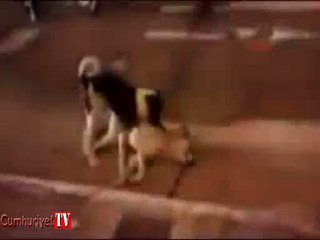 Köpekten insanlık dersi