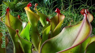 Гелиамфора - плотоядное растение хищник