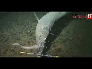 En derinde yaşayan yeni bir balık türü görüntülendi