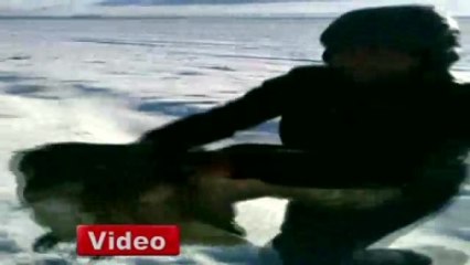 Yaralı Baykuş İnsanlara Sığındı