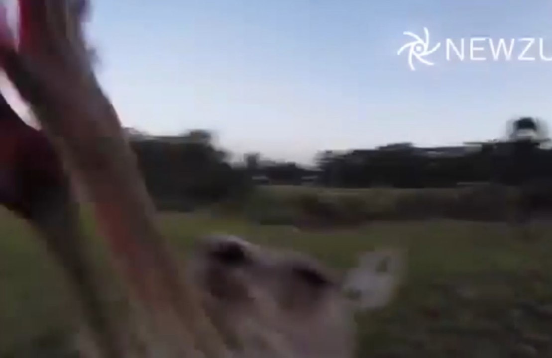 Les kangourous s'attaquent aux drones