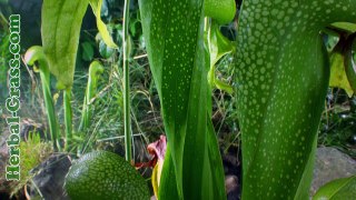 Дарлингтония калифорнийская - хищное плотоядное растение