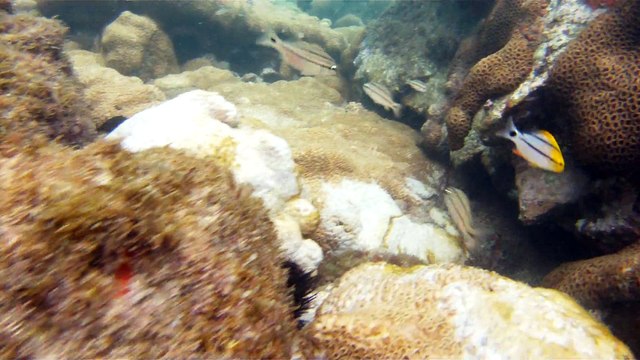 Observação Submarina, Ubatuba, SP, Brasil, Marcelo Ambrogi, Peixes, Tartarugas Gigantes, Apneia, Ilhas Indômitas, Mares Indômitos, (4)
