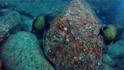 Observação Submarina, Ubatuba, SP, Brasil, Marcelo Ambrogi, Peixes, Tartarugas Gigantes, Apneia, Ilhas Indômitas, Mares Indômitos, (10)