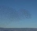 Gökyüzünde kuşların resitali