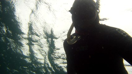 Observação Submarina, Ubatuba, SP, Brasil, Marcelo Ambrogi, Peixes, Tartarugas Gigantes, Apneia, Ilhas Indômitas, Mares Indômitos, (14)