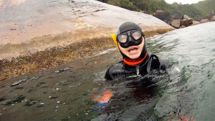 Observação Submarina, Ubatuba, SP, Brasil, Marcelo Ambrogi, Peixes, Tartarugas Gigantes, Apneia, Ilhas Indômitas, Mares Indômitos, (16)