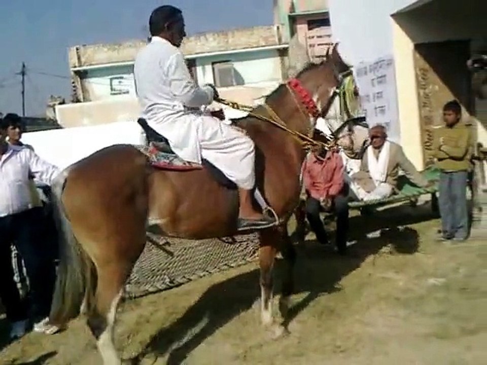 Horse Dancing on Dhol Bhangra with owner - Very Very Funny