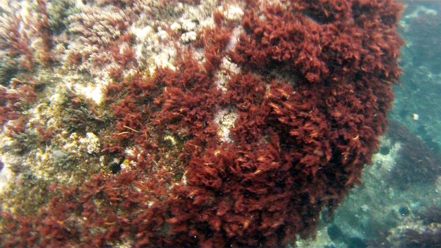 Observação Submarina, Ubatuba, SP, Brasil, Marcelo Ambrogi, Peixes, Tartarugas Gigantes, Apneia, Ilhas Indômitas, Mares Indômitos, (20)