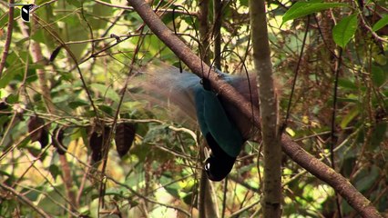 Birds-of-Paradise Project Introduction