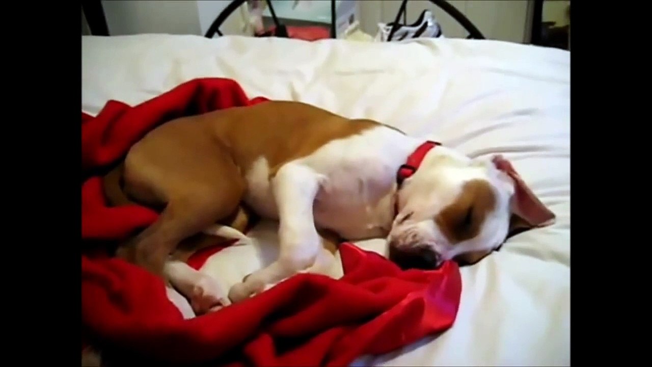 Sleeping Dogs Compilation