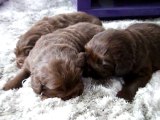 chiots terre neuve marron bronze de l'élevage de VALOYAN