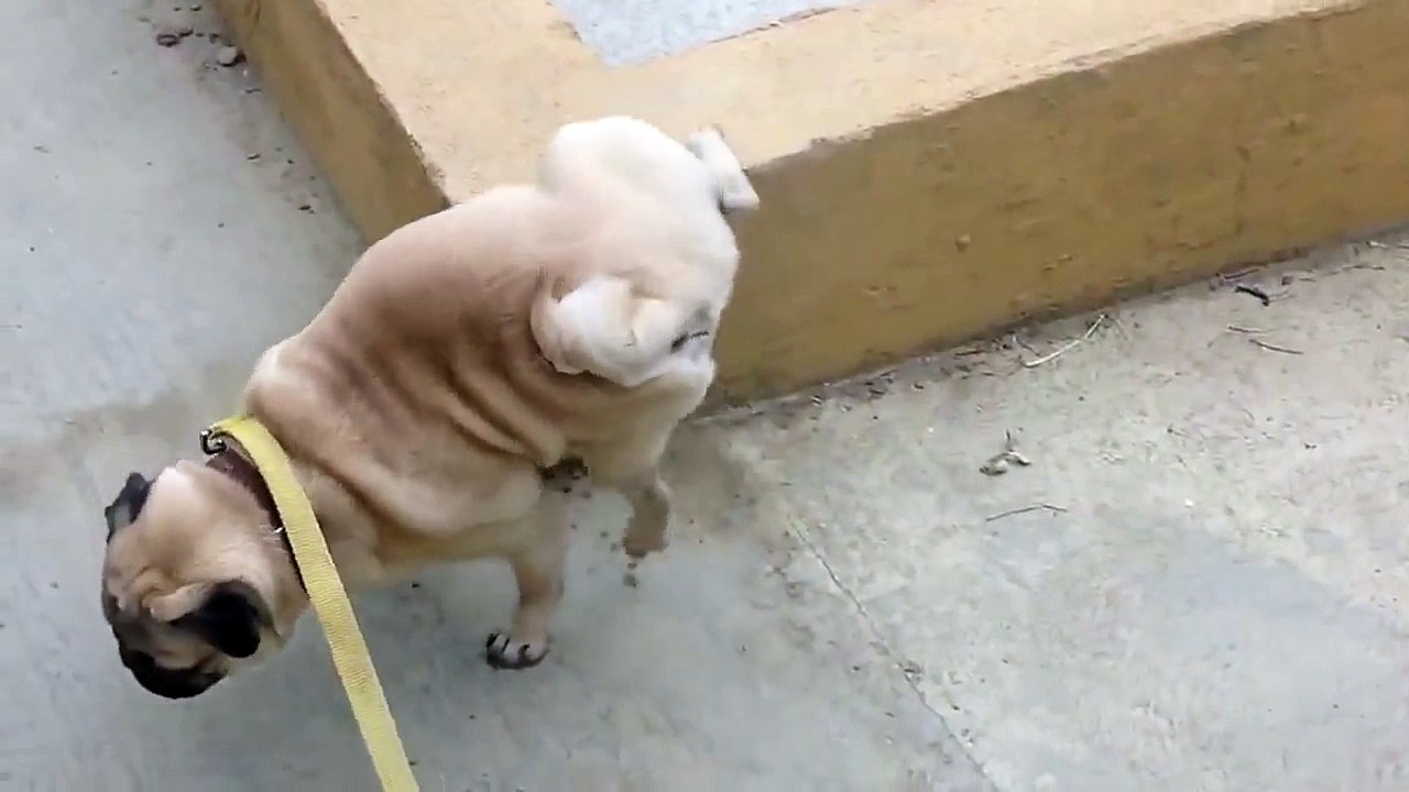 Pug Just Got Spectacular Talent!