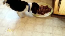 Dog eating in style - funny clip