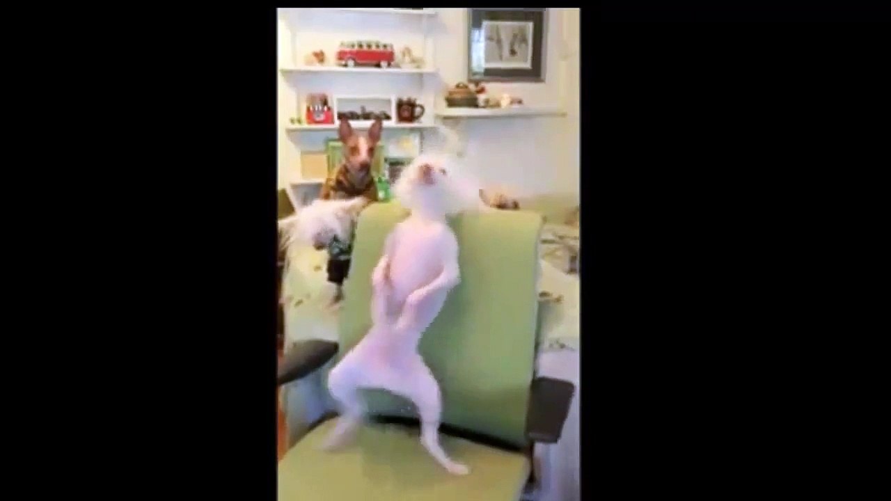 Ces chiens sont de très bons danseurs