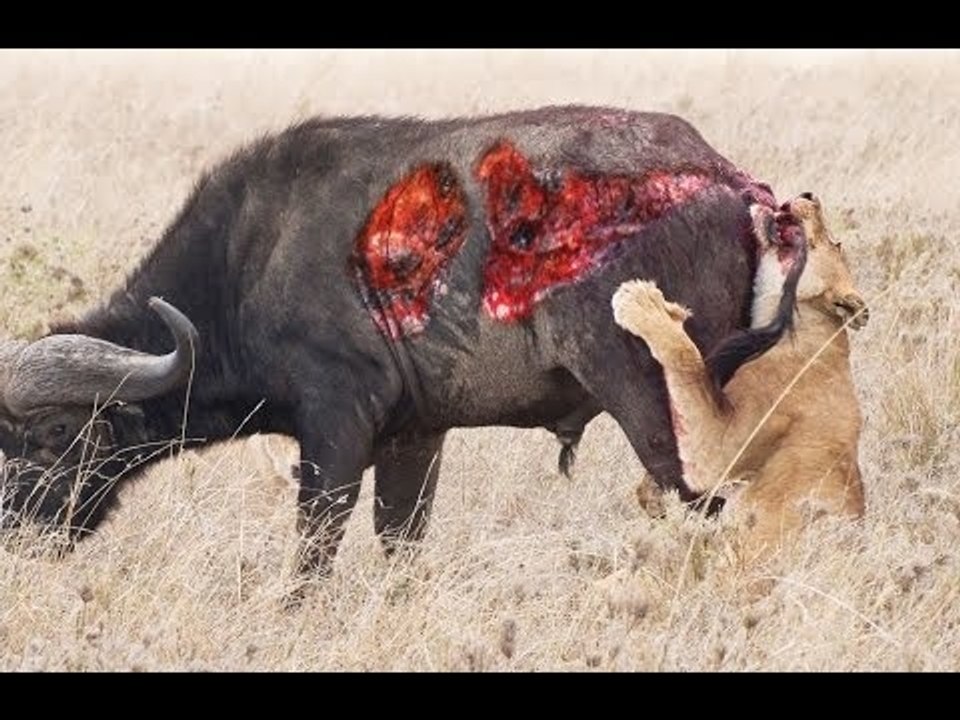 Aslan ve Bufalo Savaşları