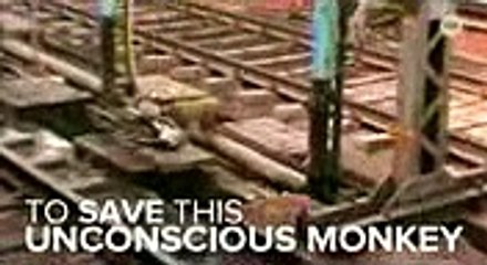 Watch A Monkey Save Another Monkey From Certain Death