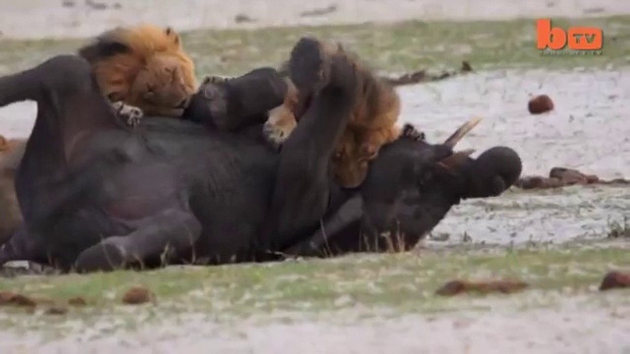 Aslanların Fil Avı