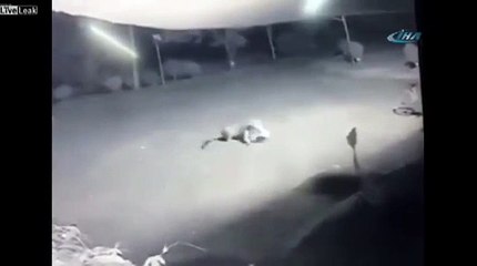 Leopar Sokakta Köpek Avlıyor!