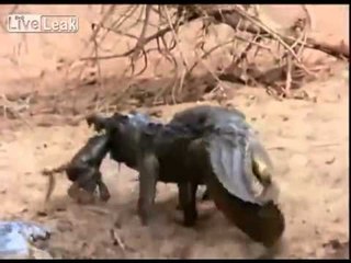 Yavru Babunu Kapan Timsaha Diğer Babunlardan İnanılmaz Saldırı