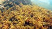 Observação Submarina, Ubatuba, SP, Brasil, Marcelo Ambrogi, Peixes, Tartarugas Gigantes, Apneia, Ilhas Indômitas, Mares Indômitos, (33)