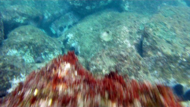 Observação Submarina, Ubatuba, SP, Brasil, Marcelo Ambrogi, Peixes, Tartarugas Gigantes, Apneia, Ilhas Indômitas, Mares Indômitos, (34)