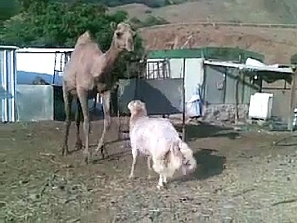 camel and Paidoo encounter