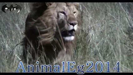 عندما يدخل ذكر غريب ألى زمرة الاسود يتلقى جزاءة من أناث الزمرة