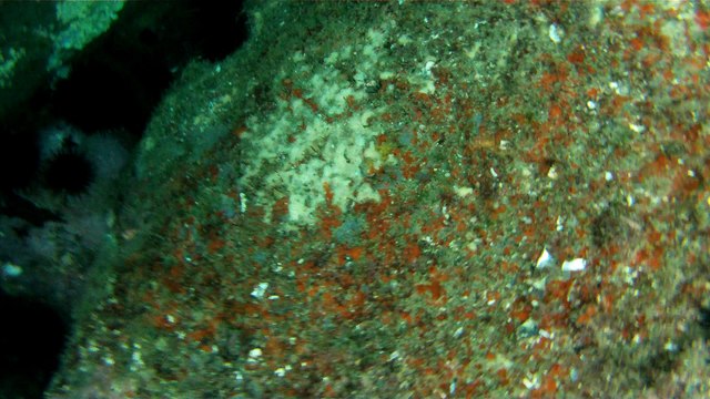 Observação Submarina, Ubatuba, SP, Brasil, Marcelo Ambrogi, Peixes, Tartarugas Gigantes, Apneia, Ilhas Indômitas, Mares Indômitos, (36)